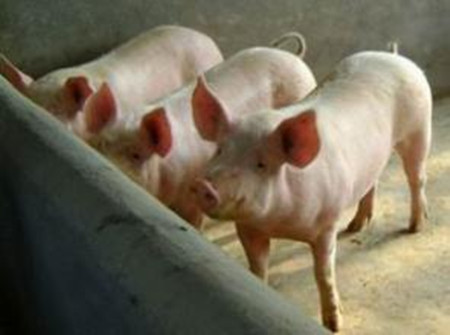养猪用液体饲料有那些优势？