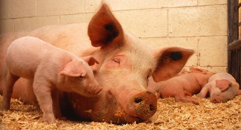 为何6月能繁母猪和生猪存栏量双降，猪价却依旧低迷？