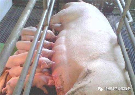 夏季给产房母猪降温的12种方法，你知道几种？