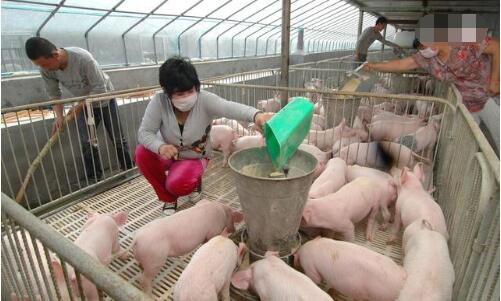 环保政策席卷养猪业，散养户们的路到底在何方？