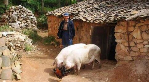 如何看待2017叫停农村家庭养猪的新动态？