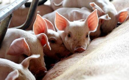 明后年大型猪企将全面亏损？养猪业剧烈环保动荡要结束了？