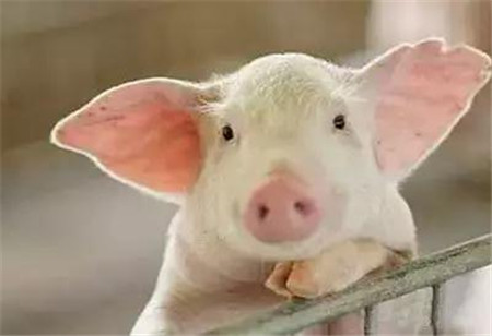 猪场管理6大妙招，据说聪明的养猪人都在用！