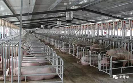 养猪人必须知道批次化生产模式，让养猪人也能放假的模式！