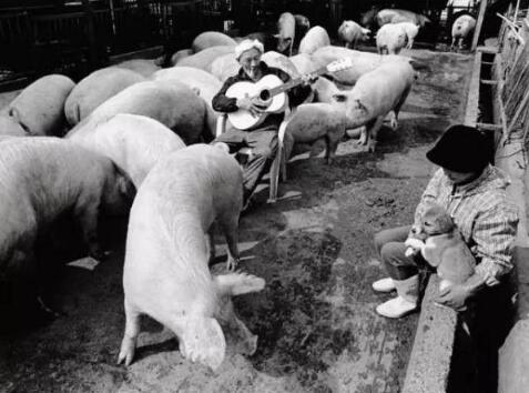 这位日本养猪老人的做法，让所有养猪人汗颜