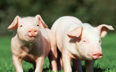 夏季高温对猪肉和养殖业的影响都有哪些，你知道吗