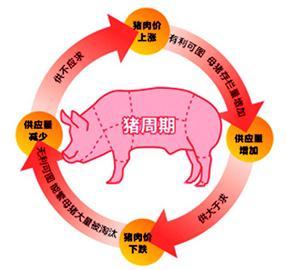 生猪体重普遍增加，将如何应对下一次的“猪周期”