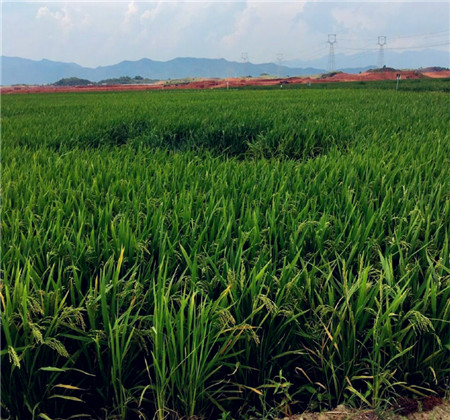 天蓬集团成为万亩水田垦造项目有机肥的最大供应商！
