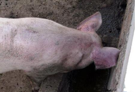 猪场“必防”疾病——蓝耳对猪场各个年龄段猪的影响