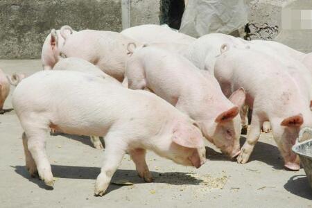 养猪人巧用环丙沙星，治疗多种猪病效果好
