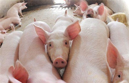 今年生猪价格还有大涨可能吗？现在养猪能赚钱吗？