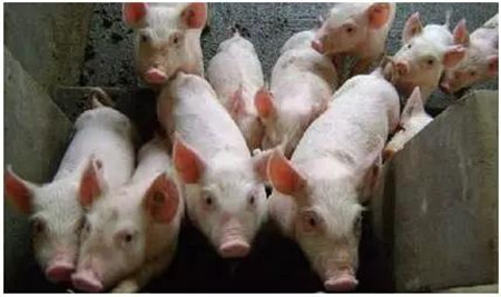 猪只饲养过程中强弱分群如何操作执行？