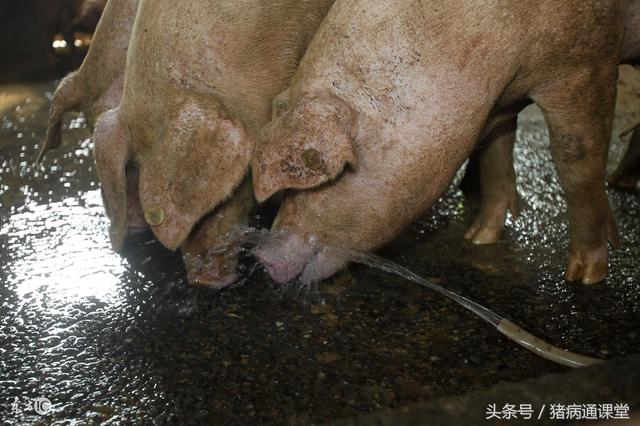 猪场常用的消毒剂有哪些种类？