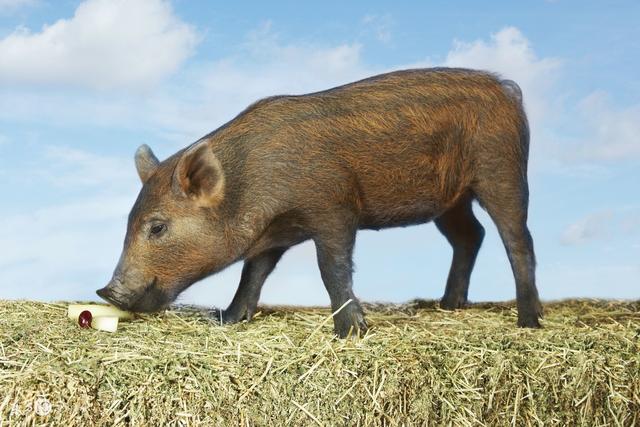 想把猪发病率降低70%！你需要做好猪场生物安全防御体系！