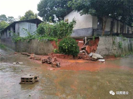 湖南猪场遭遇百年暴雨侵袭！硕腾提醒：灾后防疫要注意这几点……