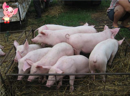 养猪经常用的六个妙招，用好了养猪肯定不会赔钱