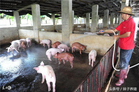 猪场温度高湿度大，养猪人怎么办？