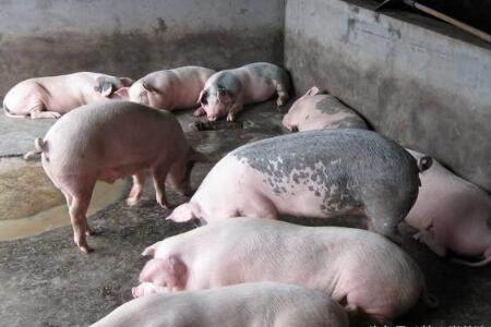 上市肥猪数量减少促使猪价小涨，8月猪价会如何？