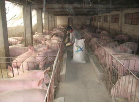 养猪业正在大换血，这5类猪场将是首批被淘汰者……