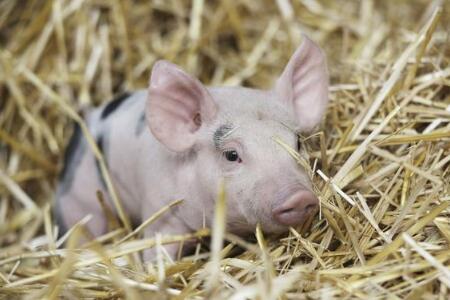 小知识，养殖猪的食物问题