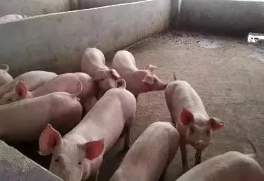 猪价跌了半年，今后搞养猪还能赚到钱吗？