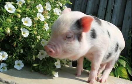 加拿大生猪创新项目组织为下一部农业政策框架做准备