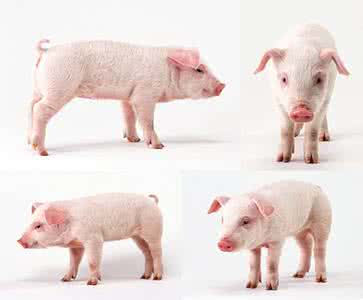 新五丰在湖南省建设年出栏20万头生猪项目