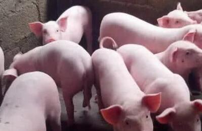 猪分段饲养效益高，你做对了吗？