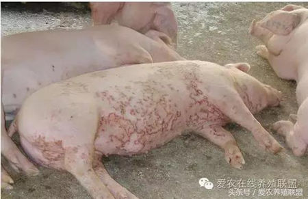 不可忽视的猪外科病——猪皮肤病