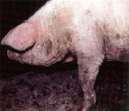 不可忽视的猪外科病——猪皮肤病