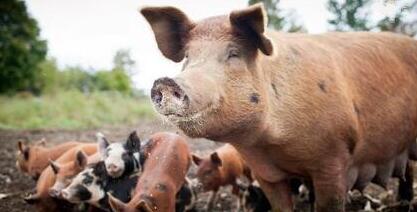 投机获利的养猪时代已去，希望“南猪北移”不是权宜之计！