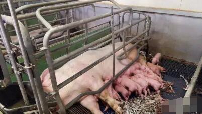 什么是理想的分娩舍设施：产床数量，猪舍大小，产床类型