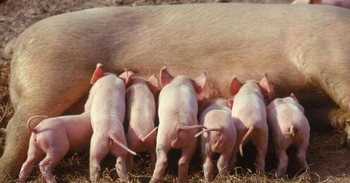 震惊！到2020年，我国只需要3300万头母猪？