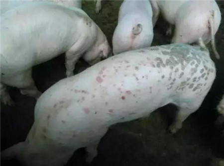 夏季猪场高发这些猪病，怎样预防？