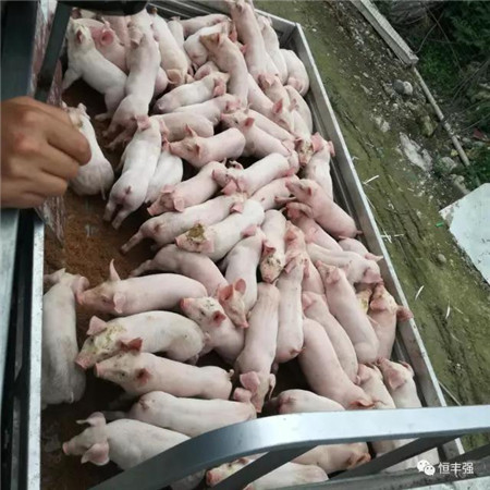 产房仔猪成活率