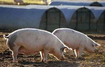江西吉安要保430万头生猪出栏总量！养猪人两头为难！