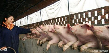 养猪人总结，常见疾病首选药物