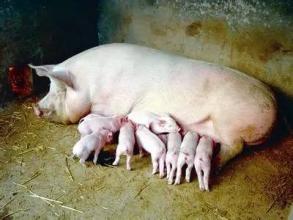 预防母猪难产的神奇方法，真是绝了！