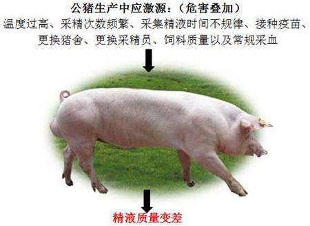 公猪应激源细节管理，保证公猪精液质量