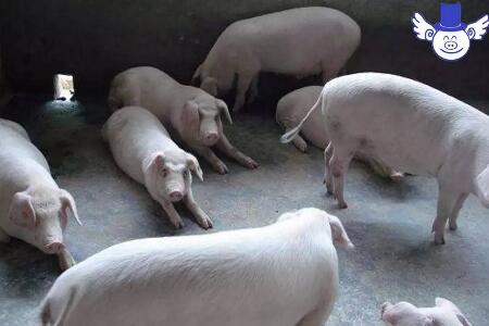夏季降低猪死亡率的四大措施，少死一头多赚两千块钱！