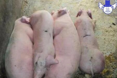 夏季降低猪死亡率的四大措施，少死一头多赚两千块钱！