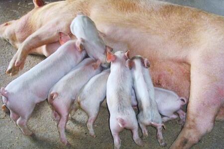 养猪人巧用庆大霉素，治疗多种猪病