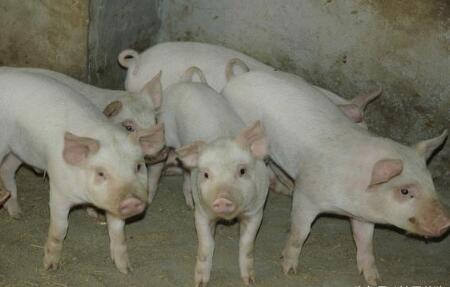 养猪人巧用庆大霉素，治疗多种猪病