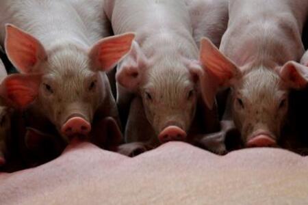 如何防治仔猪葡萄球菌病？