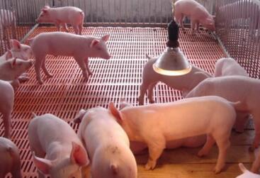 8月开门红，养殖户需警惕屠企仍有继续提价收猪动作