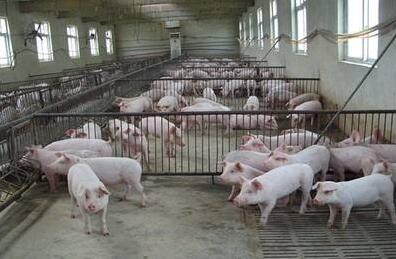 规模化生猪养殖风起云涌 产业亟须风险管理工具