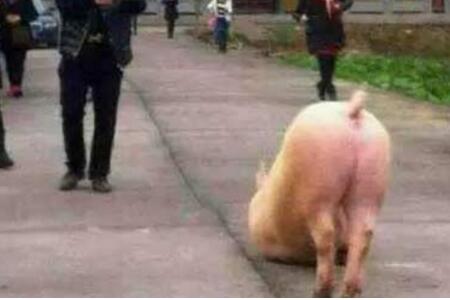 猪到寺院跪拜 网友：建国后动物不许成精