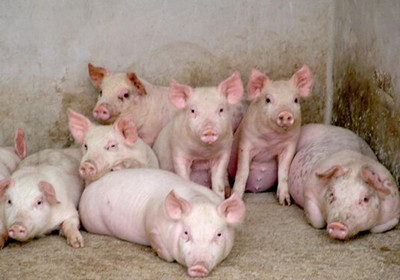 种猪和保育猪养好了，你想不赚钱都难！
