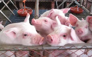 猪价快速上涨 养猪利润增加 10月前猪价是什么情况