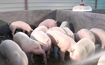 农业部公布：上半年我国猪肉进口锐减13.1%